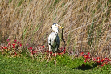 fischreiher schlange