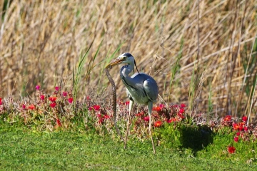 fischreiher schlange