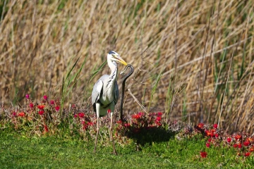 fischreiher schlange