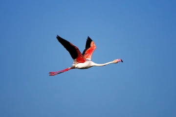 flamingo flug