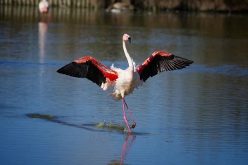 flamingo rennt