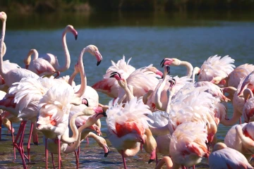 flamingo streit