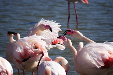 flamingo streit