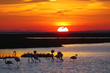 flamingos sonnenaufgang