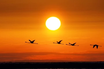 flamingos sonnenaufgang