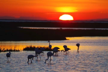 flamingos sonnenaufgang