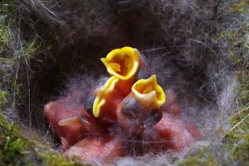 kohlmeise nest junge