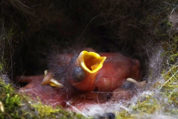 kohlmeise nest junge
