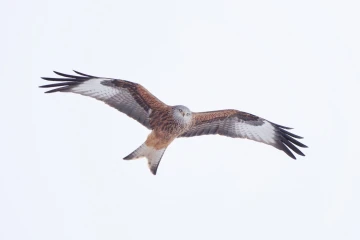 rotmilan flug
