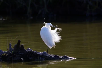 seidenreiher